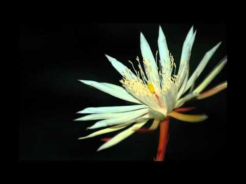 Kadupul (Epiphyllum) Flower Blooming [HD]