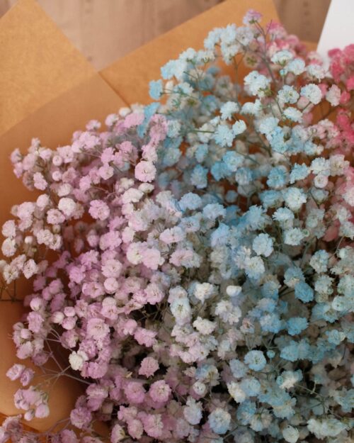 rainbow baby breath zoom 1