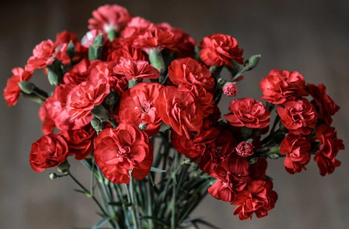 9 Long Lasting Cut Flowers carnation