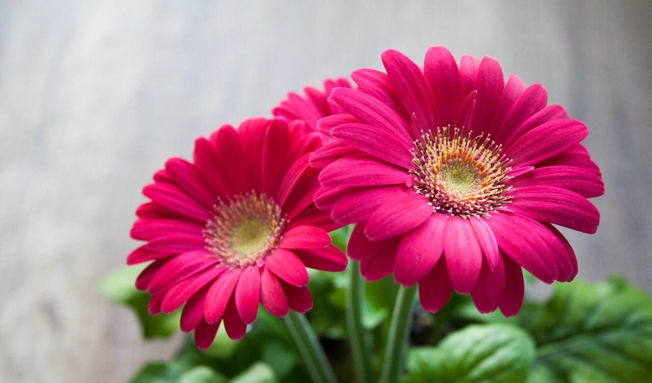 9 Long Lasting Cut Flowers gerbera