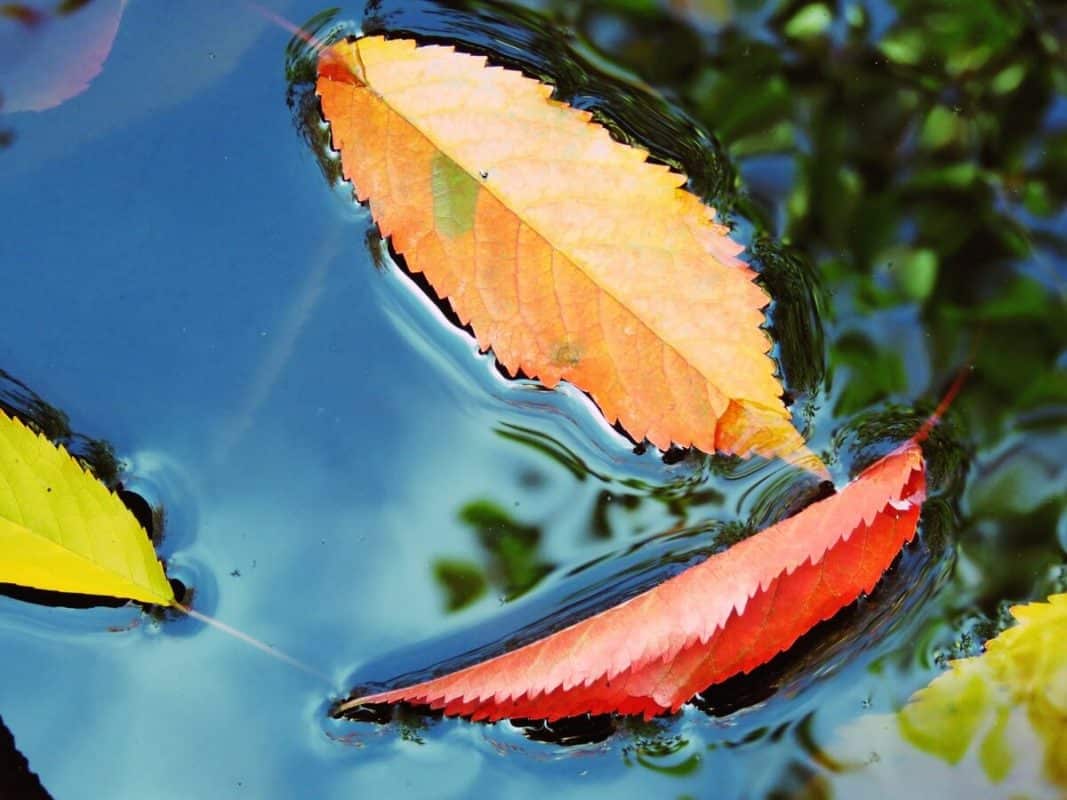 leaves in water