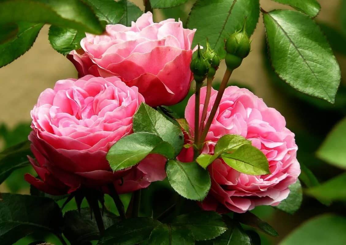 The Complete Guide to Buying Flowers peony