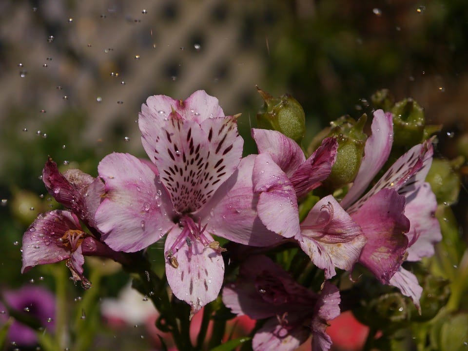 9 Long Lasting Cut Flowers Alstroemeria