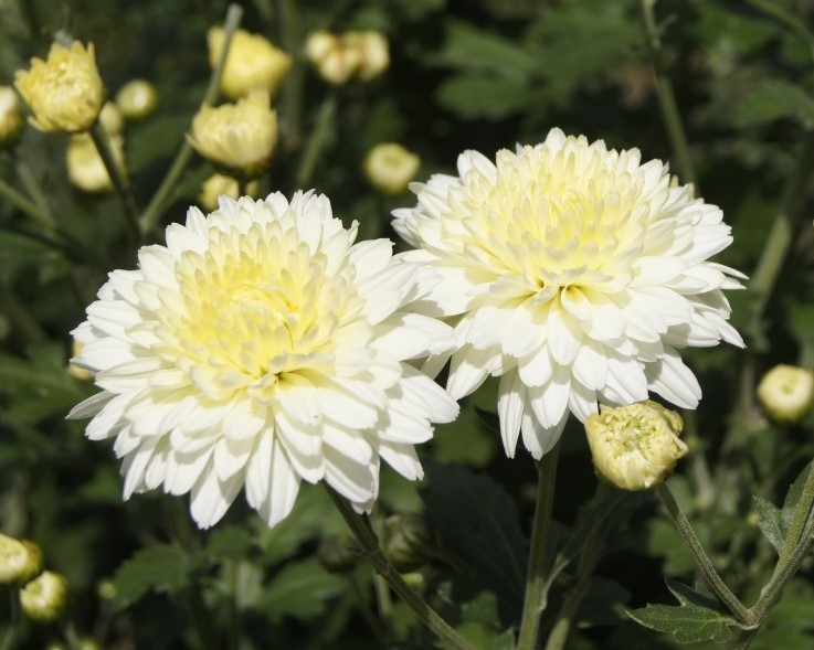 9 Long Lasting Cut Flowers chrysanthemum