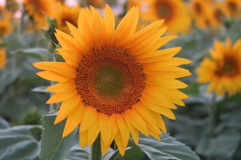 9 Long Lasting Cut Flowers sunflower 2
