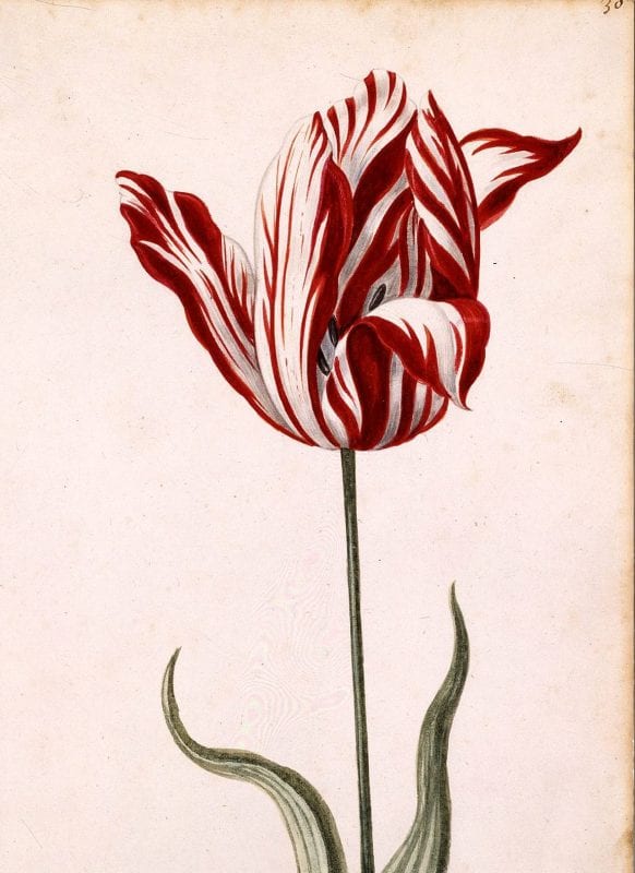 Semper Augustus Tulip 17th century e1536603233510