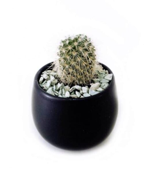 black vase cactus wb e1548248450771