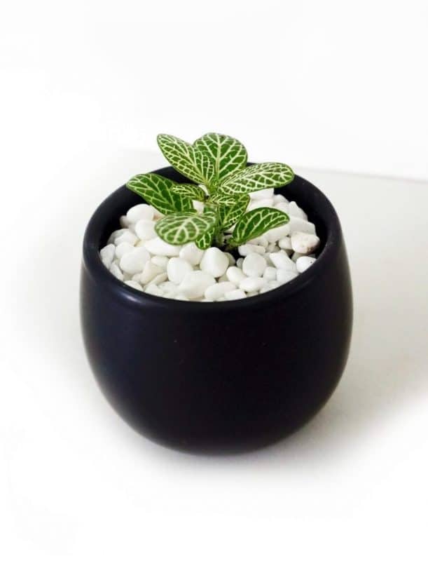 How to Take Care of Terrariums black vase green e1548248095737