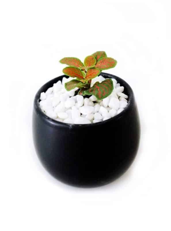 How to Take Care of Terrariums black vase red 1 e1548247955814