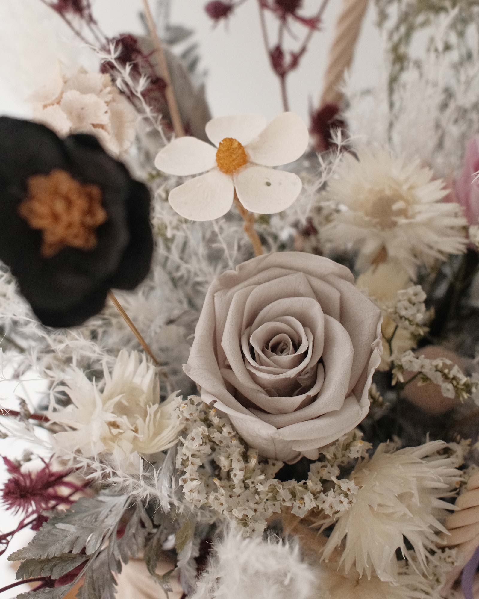 Celia (Preserved & Dried Flower) celia Dried 3