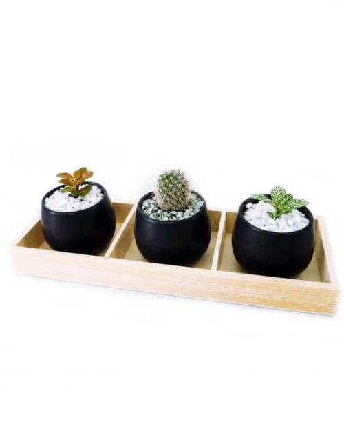 succulents set