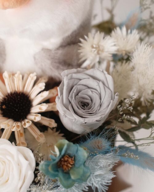 Snowball (Dried & Preserved Rose) Snowball grey