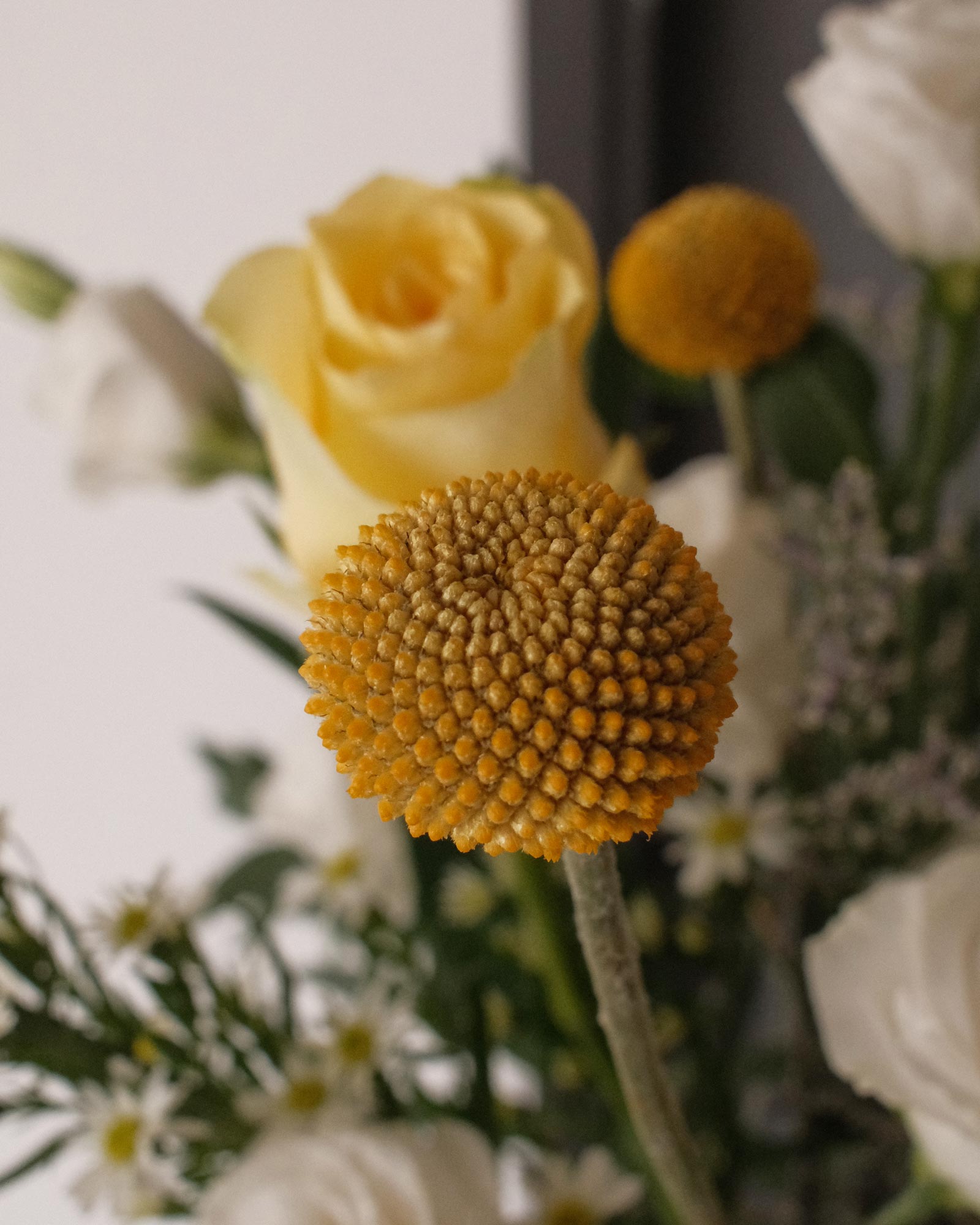 Belle belle zoom 1