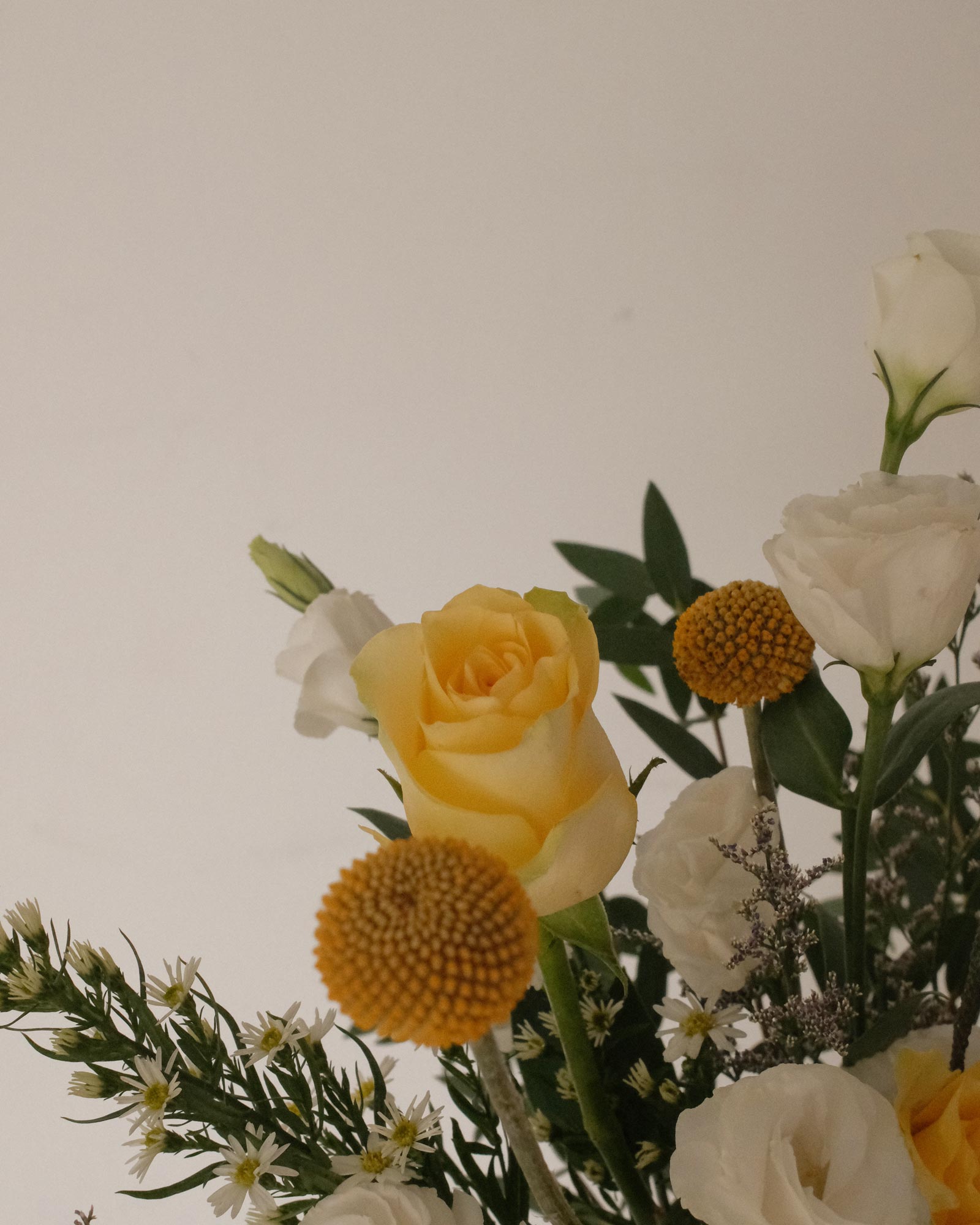 Belle belle zoom 4