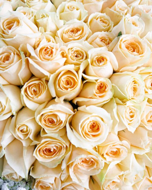 99 Rose Bouquet 99 Rose Bouquet