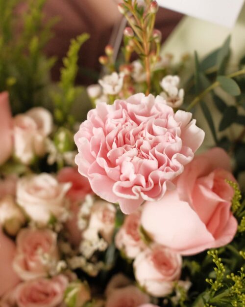 Brielle Pink carnation zoom brielle
