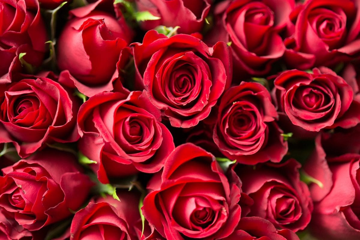 Rose Color Meanings Rose Color Meanings