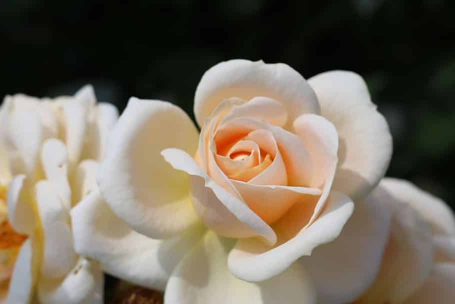 Rose Color Meanings cream rose