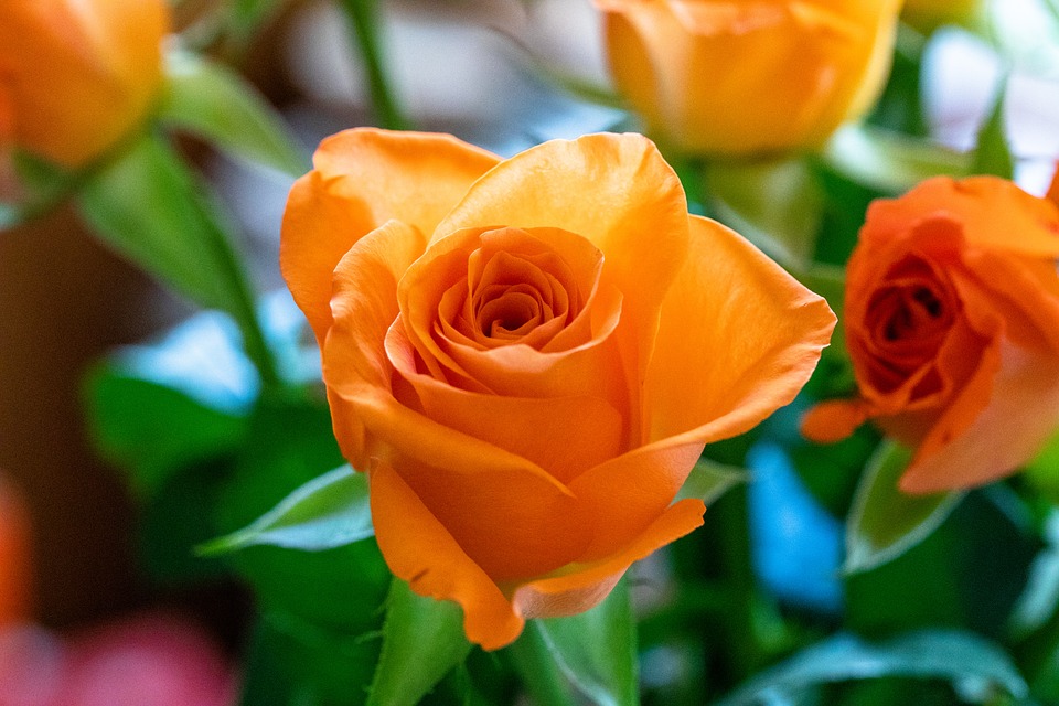 Rose Color Meanings orange rose