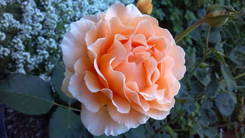 Rose Color Meanings peach rose