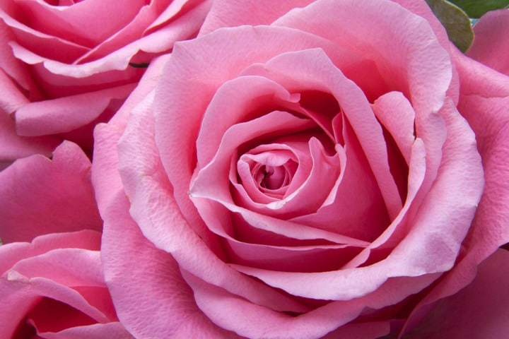 Rose Color Meanings pink rose