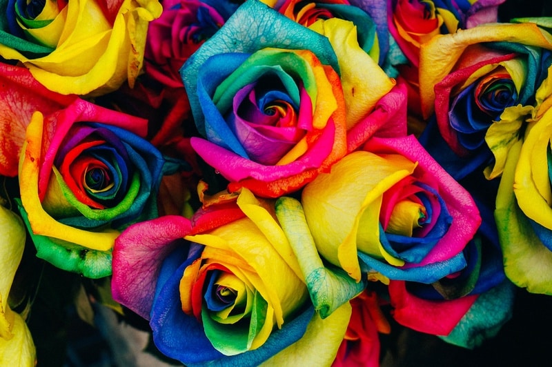 Rose Color Meanings rainbow roses