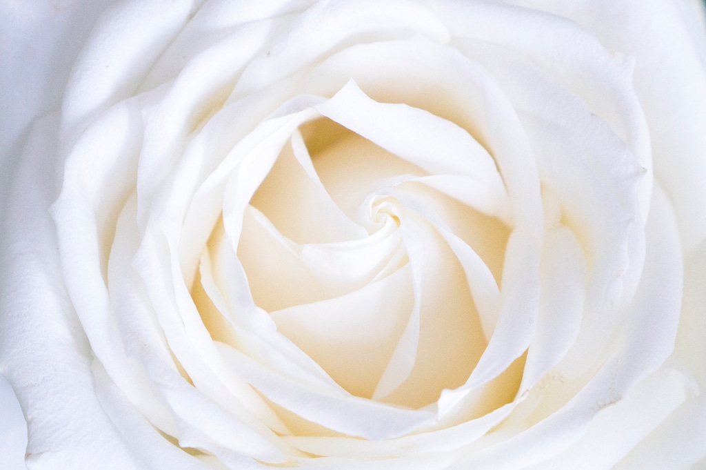 Rose Color Meanings white rose