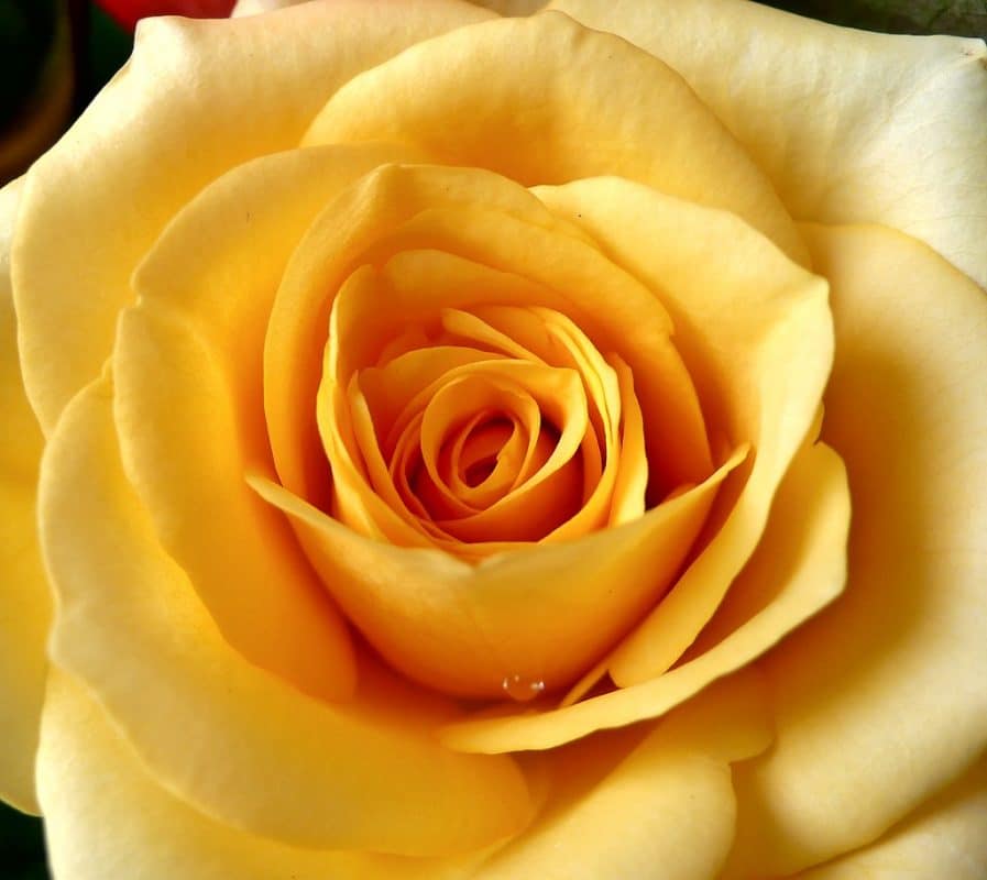 Rose Color Meanings yellow rose