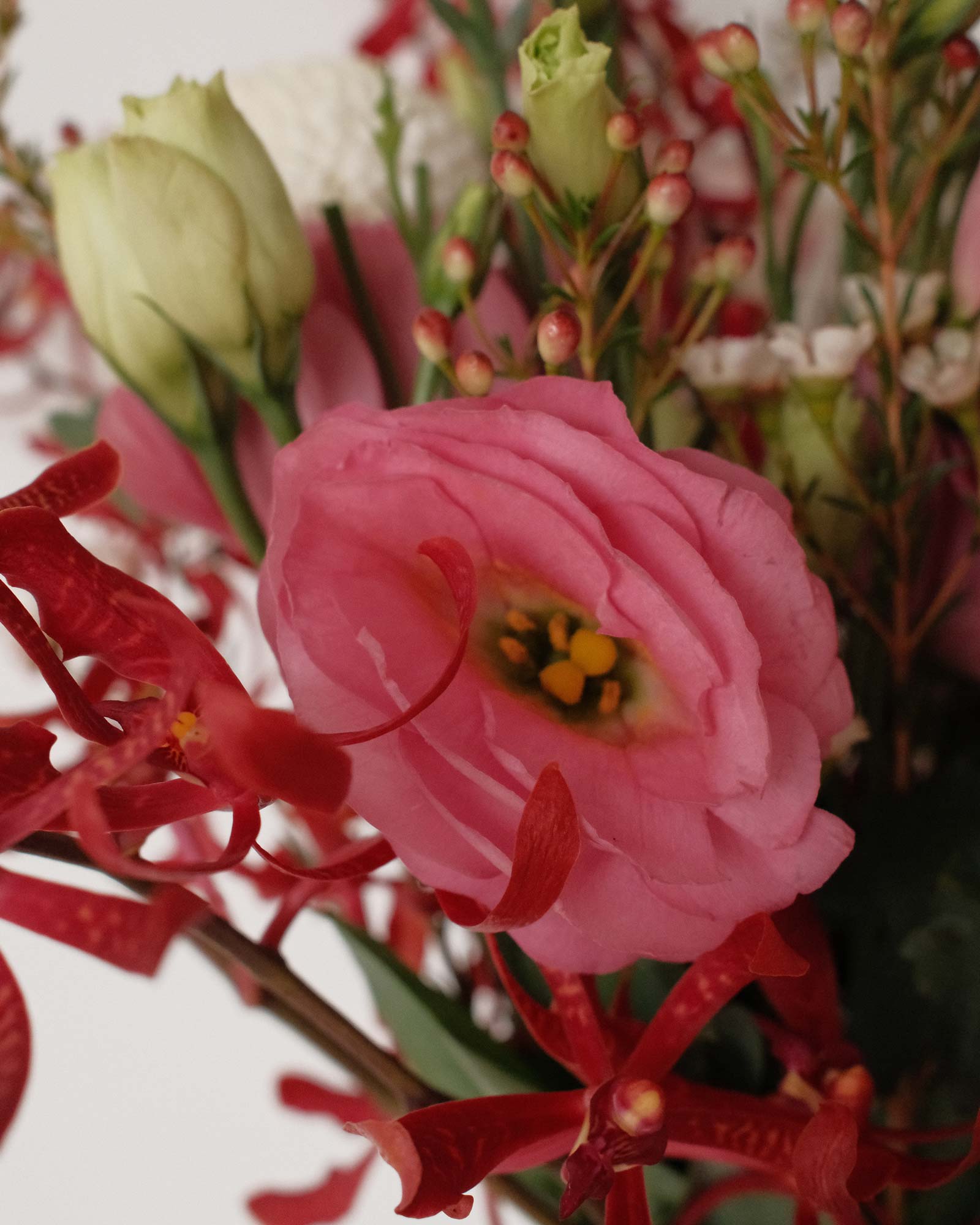 Gloria Gloria eustoma zoom