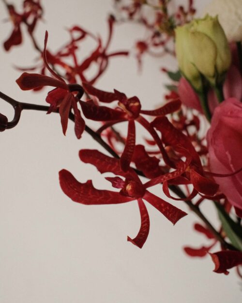 Gloria Gloria orchid zoom
