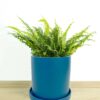 Boston Fern Boston Fern