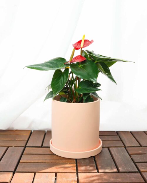Alternative view of Red Anthurium