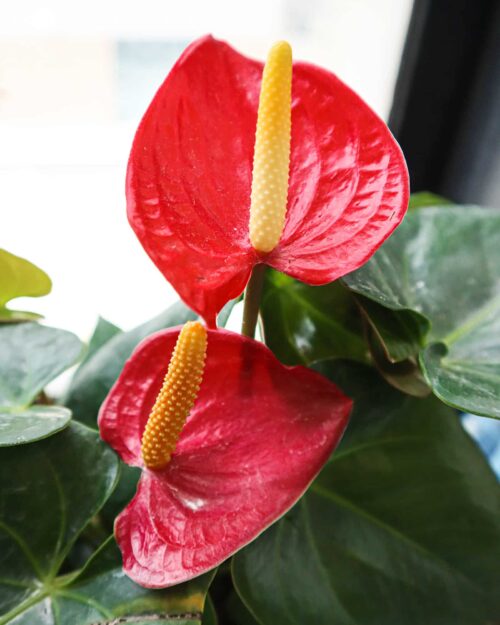 Red Anthurium Red Anthurium