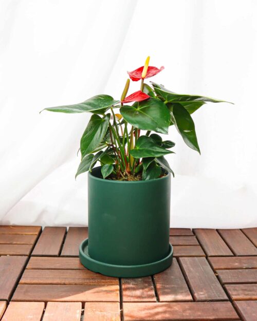 Red Anthurium Red Anthurium