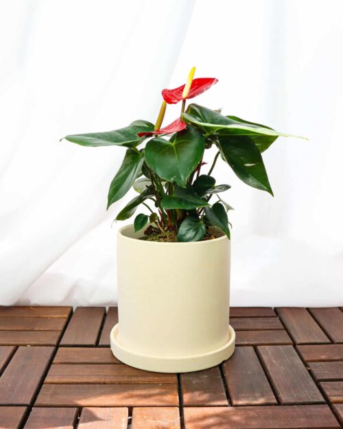Red Anthurium Red Anthurium
