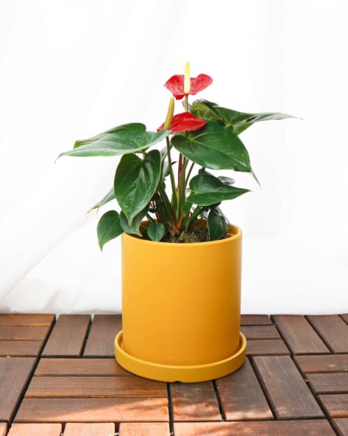 Red Anthurium Red Anthurium