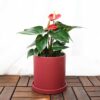 Red Anthurium Red Anthurium