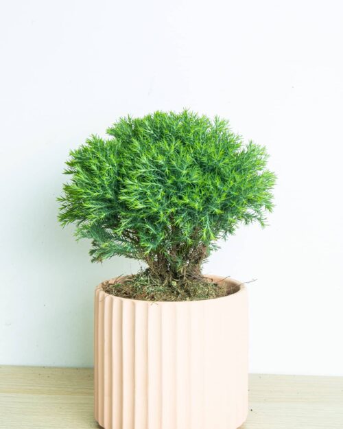 Round Pine Round Pine