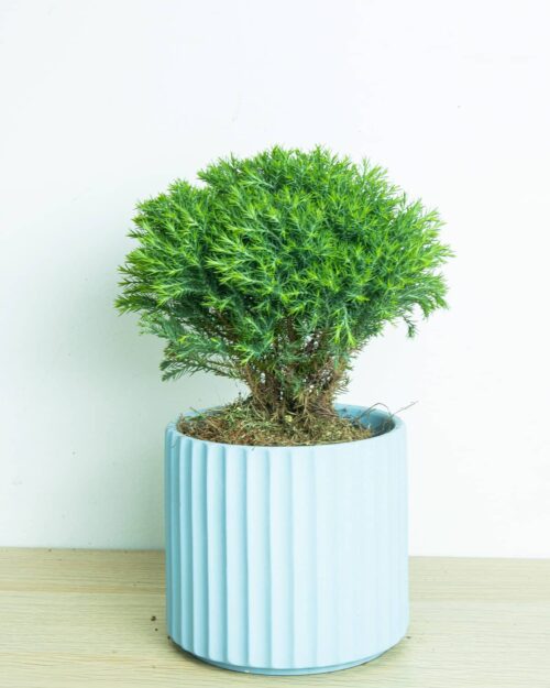 Round Pine Round Pine