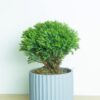 Round Pine Round Pine
