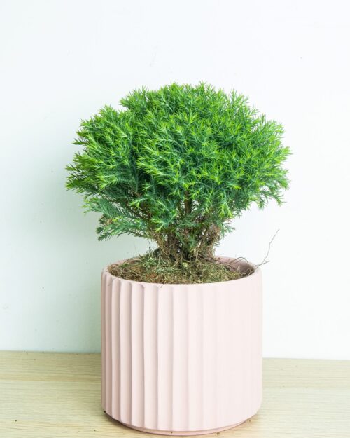 Round Pine Round Pine