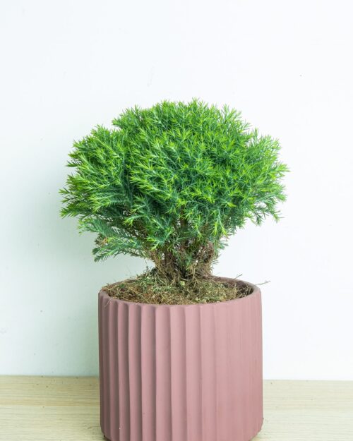 Round Pine Round Pine