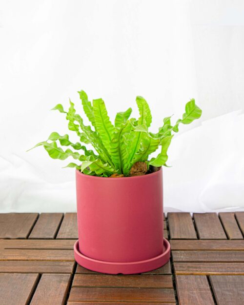 Bird's Nest Fern Bird's Nest Fern