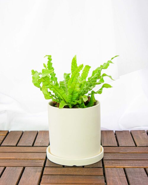 Bird's Nest Fern Bird's Nest Fern