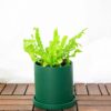 Bird's Nest Fern Bird's Nest Fern