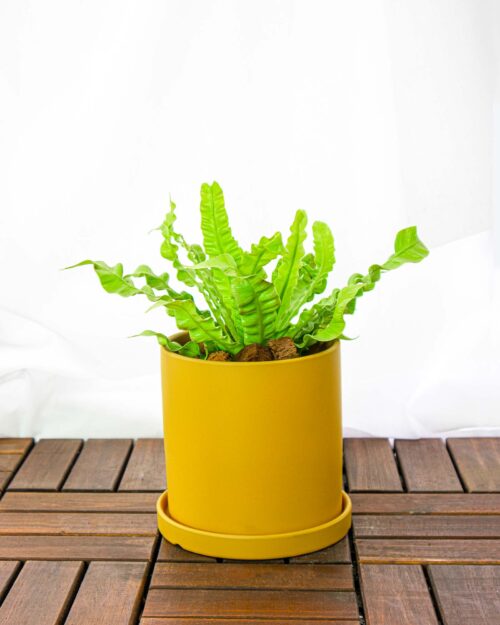 Bird's Nest Fern Bird's Nest Fern