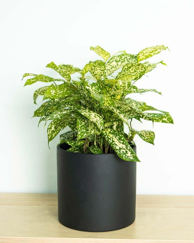 Japanese Bamboo Flower Delivery Singapore Flowers and Kisses