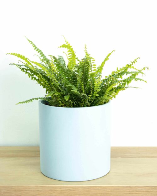 Boston Fern Boston Fern
