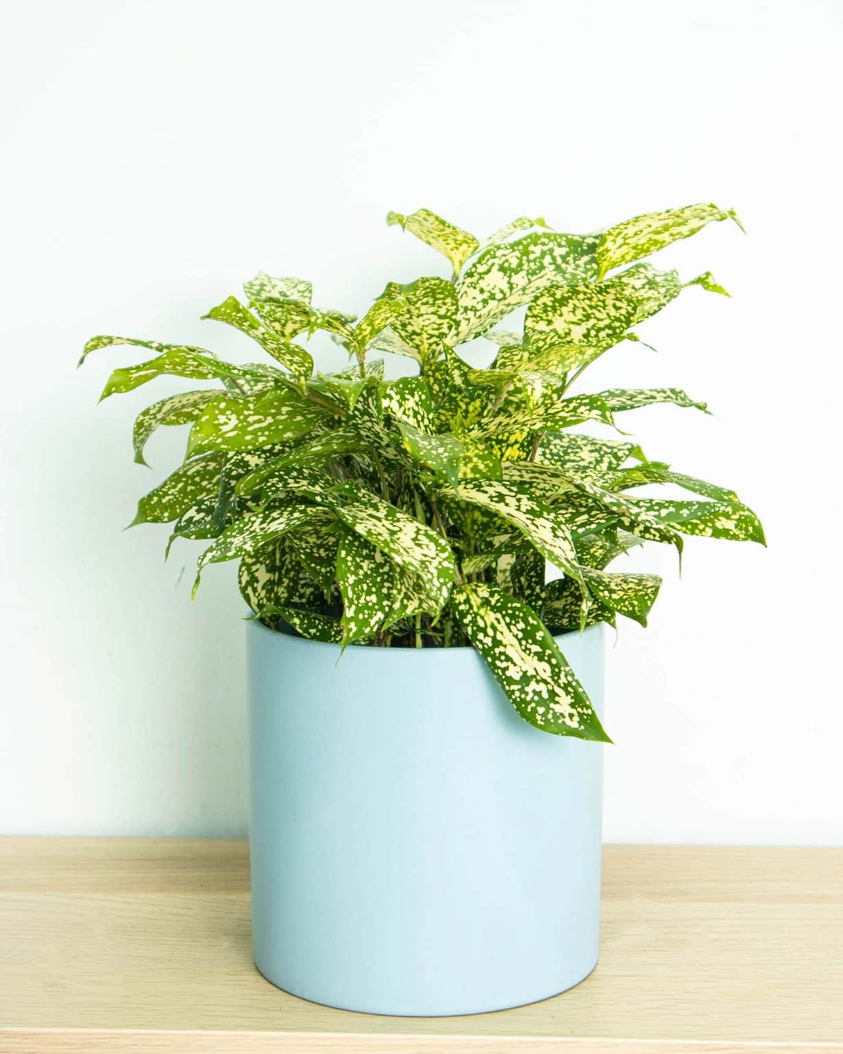 Japanese Bamboo Flower Delivery Singapore Flowers and Kisses