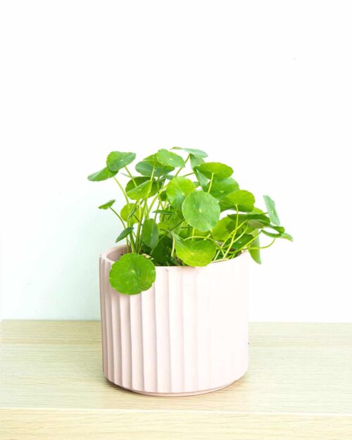 Frog Joy frogjoy-stripe-pink